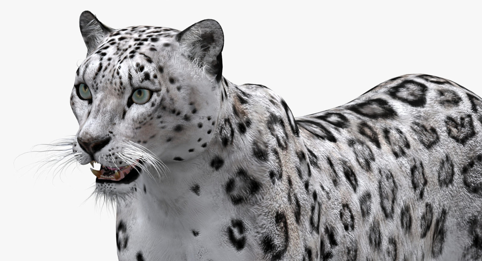 Big Cats 03 3D Model