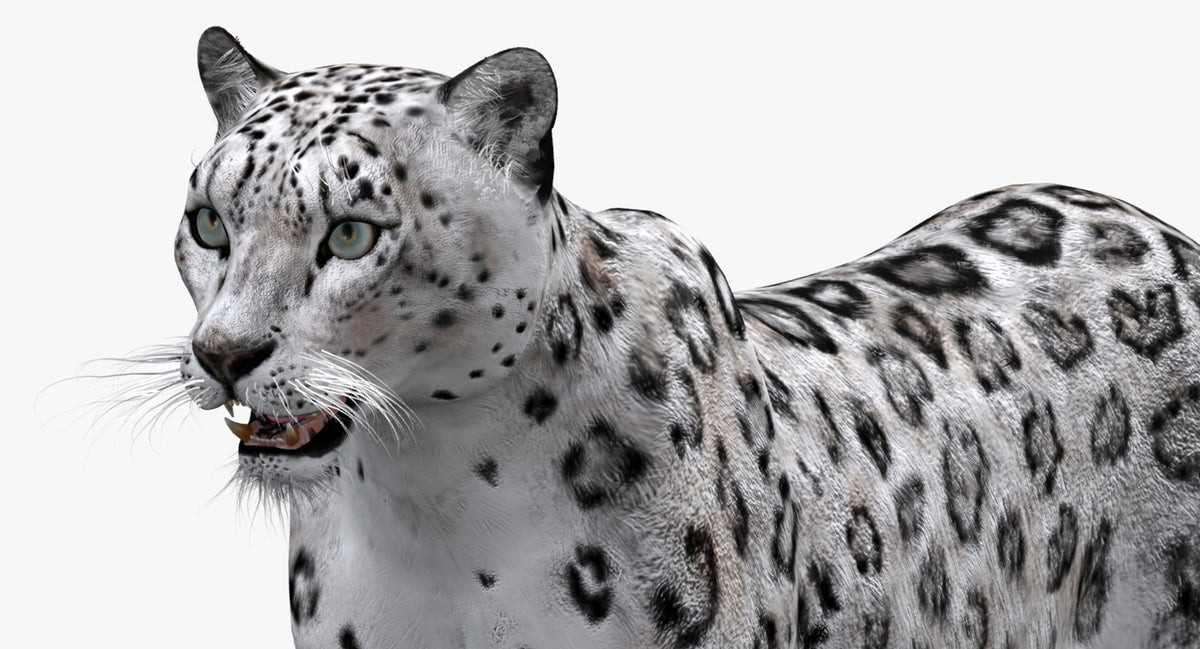 Big Cats 03 3D Model