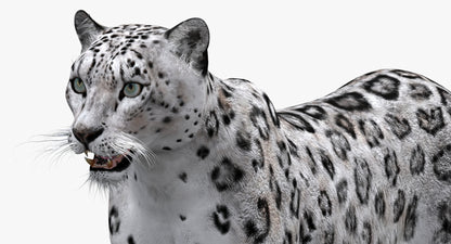 Big Cats 03 3D Model