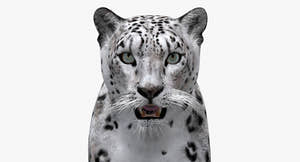 Big Cats 03 3D Model Thumbnail
