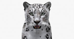 Big Cats 03 3D Model Thumbnail