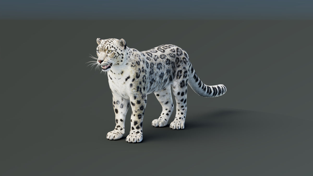 Static Snow Leopard 3D Model — Game-Ready, 8K PBR - 360 Degree View