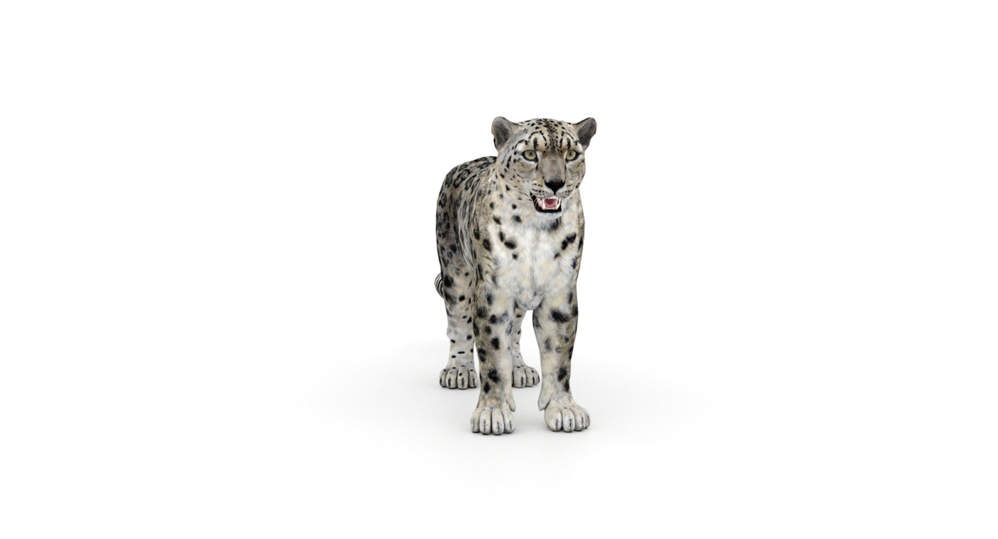Snow Leopard 3D Model Rigged - 360 Degree View