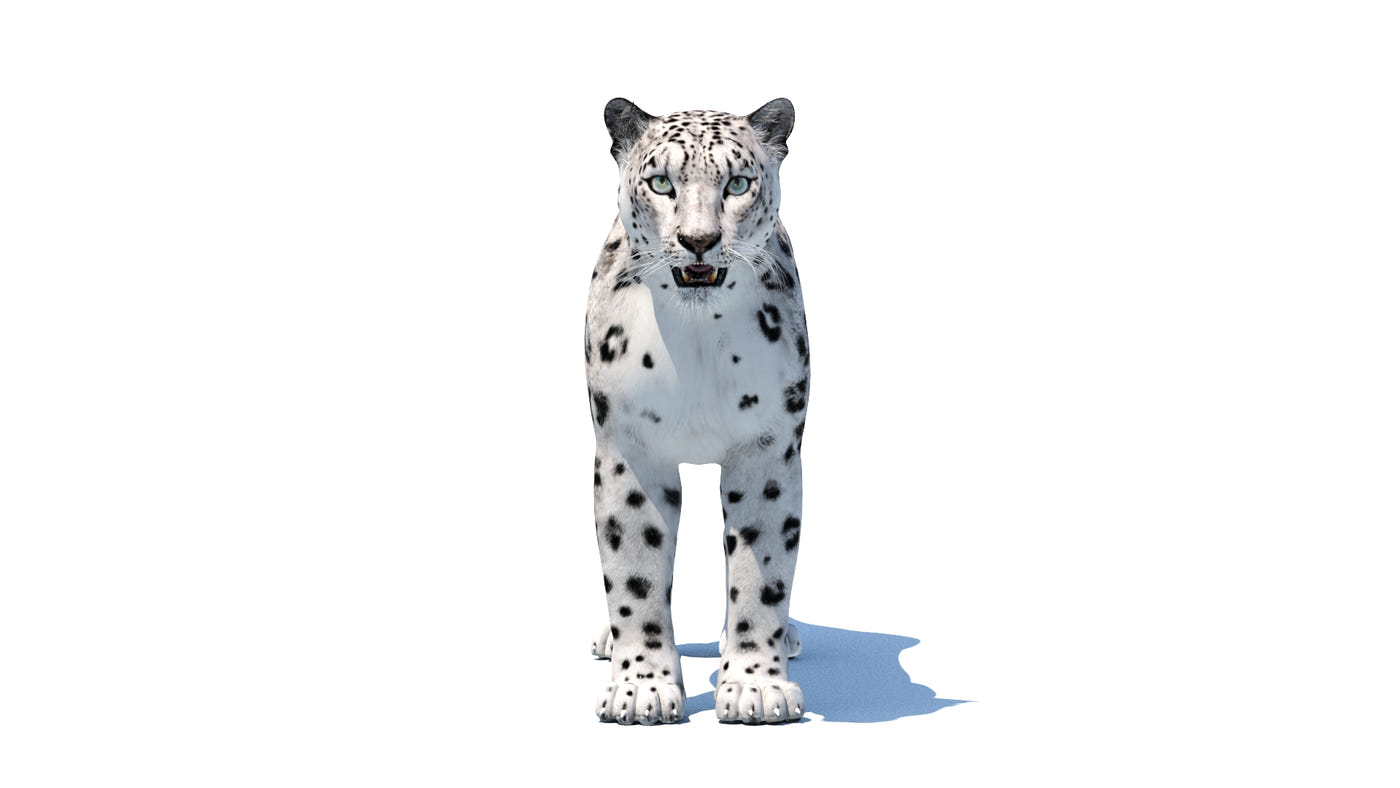 Low-Poly Snow Leopard 3D Model - Textured - 360 Degree View