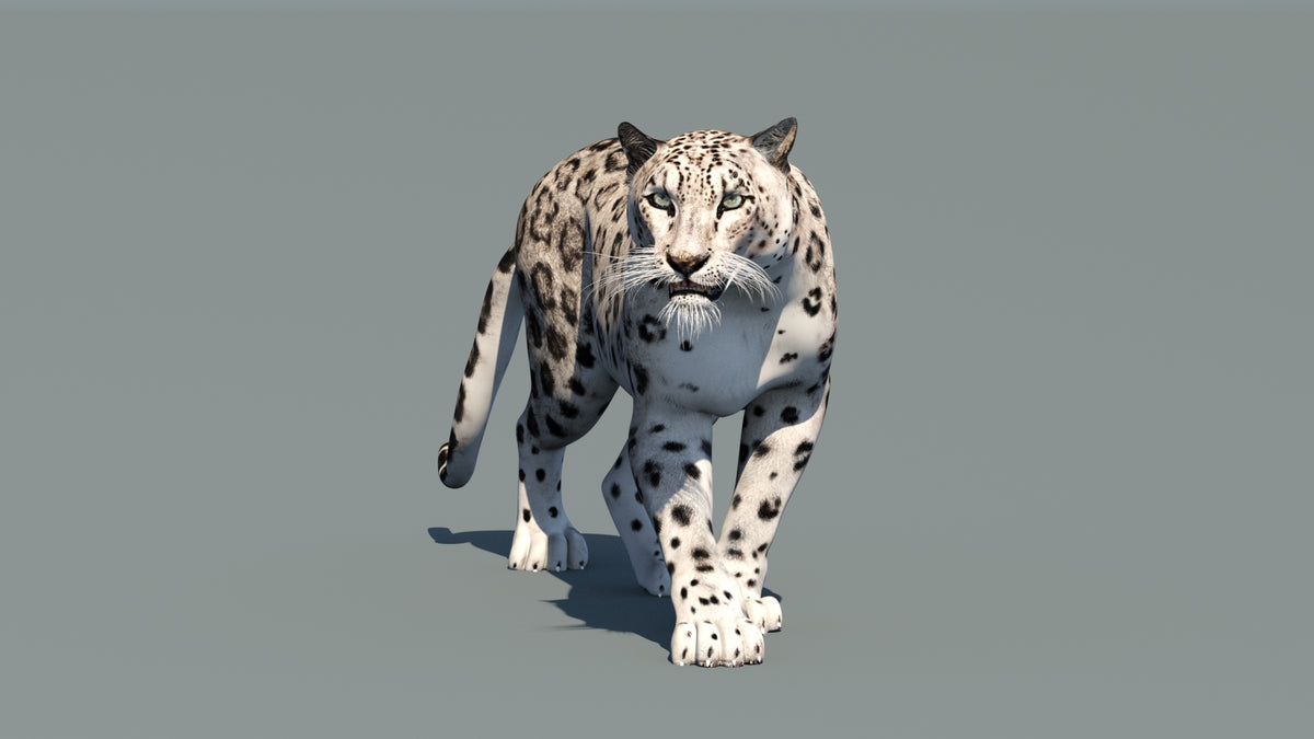 Animated Snow Leopard 3D Model – Low-Poly, Textured - 360 Degree View