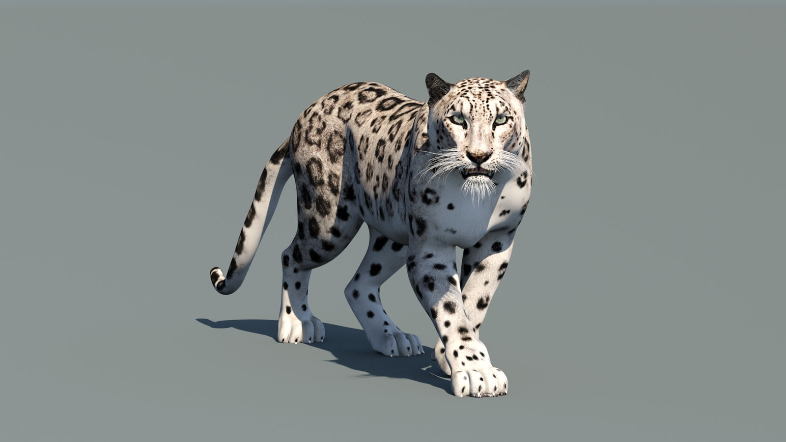Snow Leopard 3D Model Animated 360° view 1 frame 2