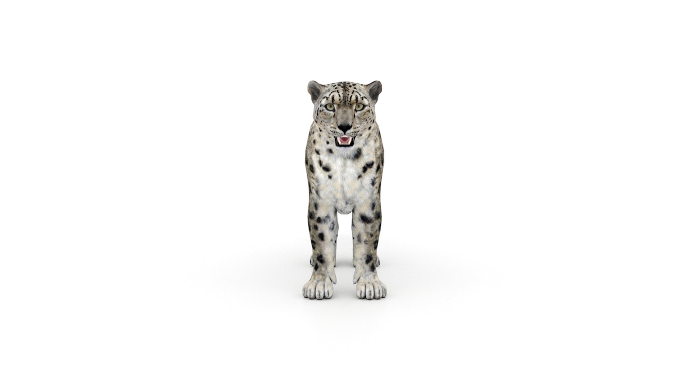 Snow Leopard 3D Model Rigged - 360 Degree View