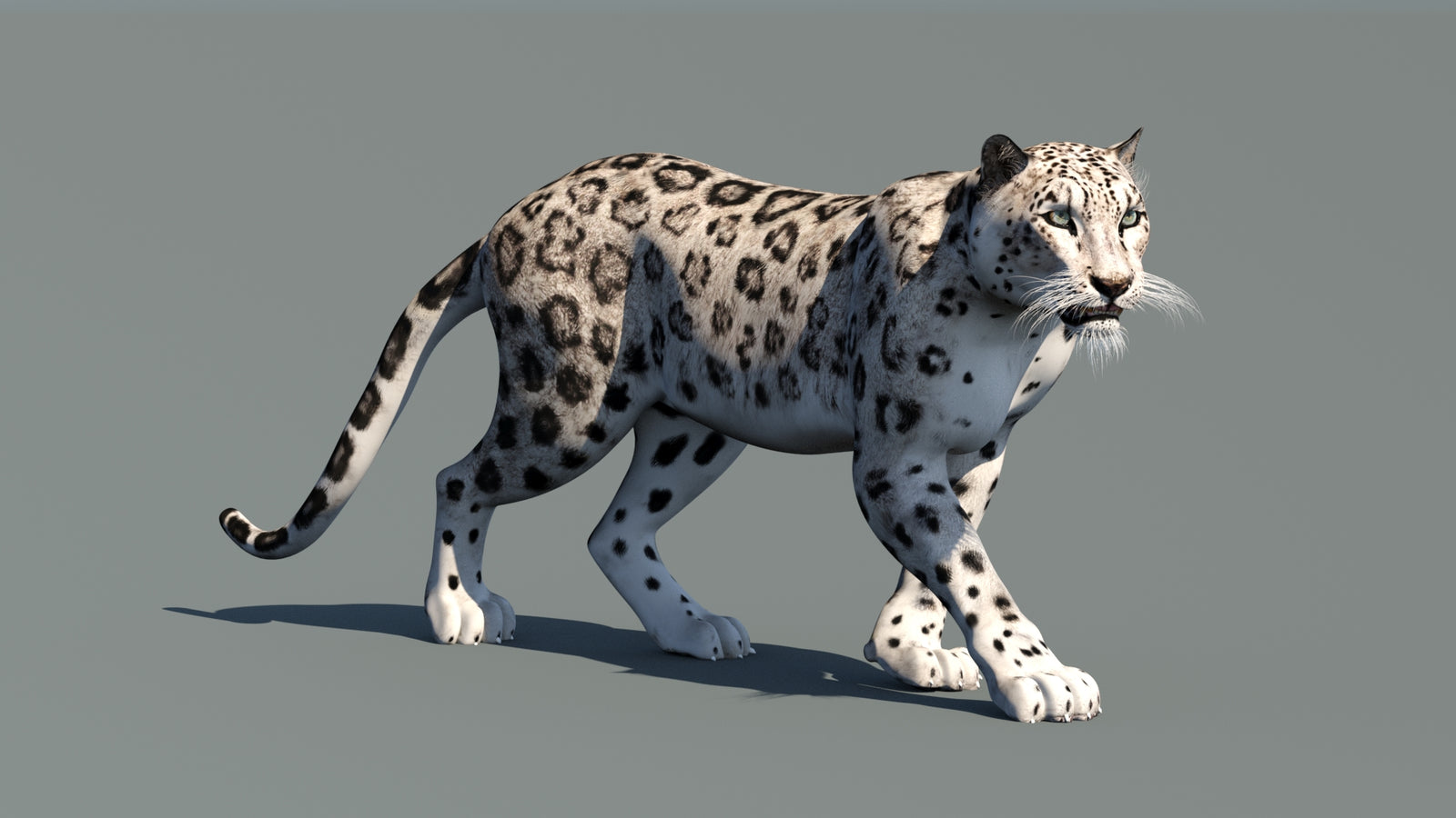 Snow Leopard 3D Model Animated 360° view 1 frame 4