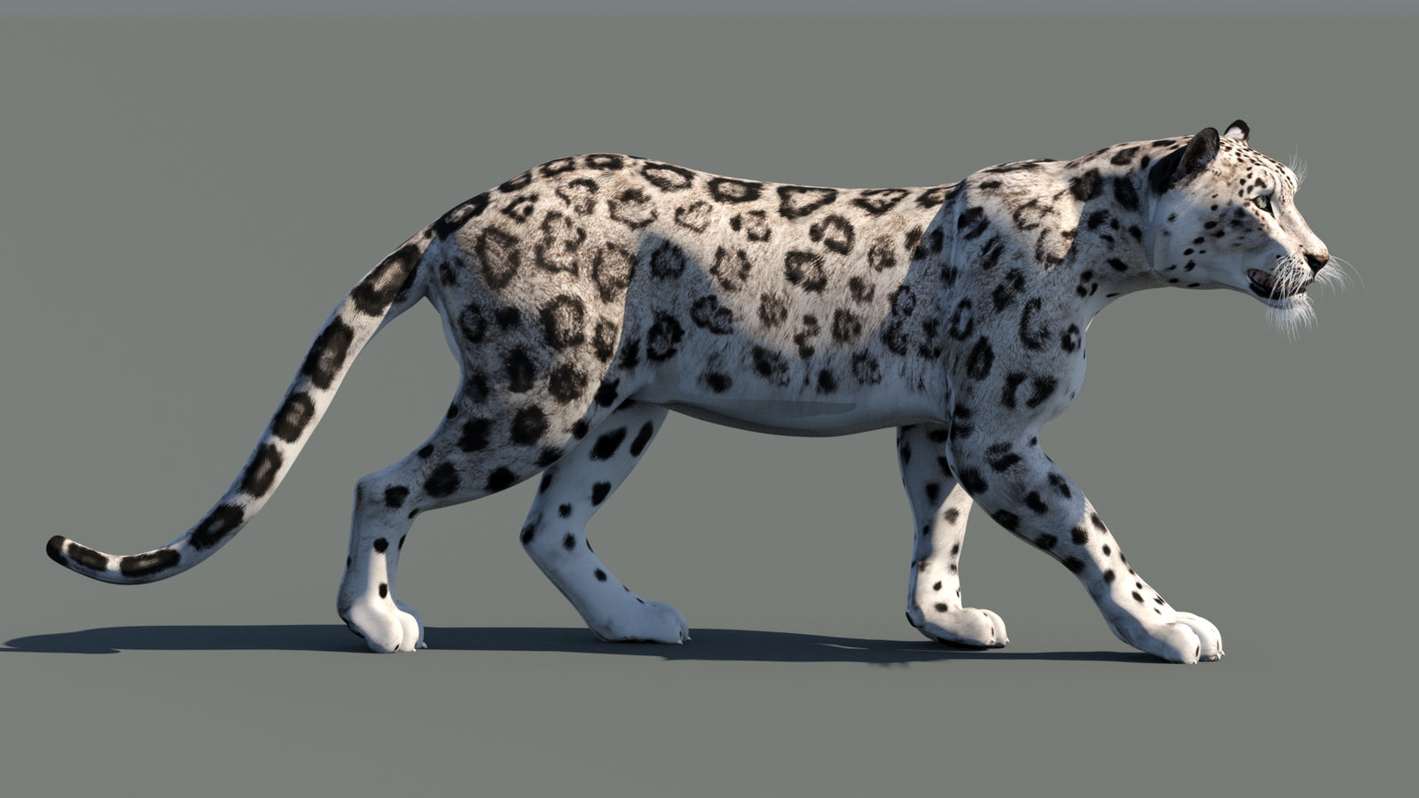 Snow Leopard 3D Model Animated 360° view 1 frame 8