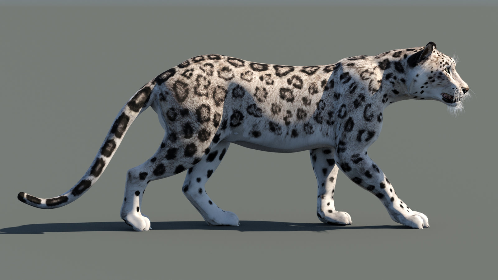 Snow Leopard 3D Model Animated 360° view 1 frame 9