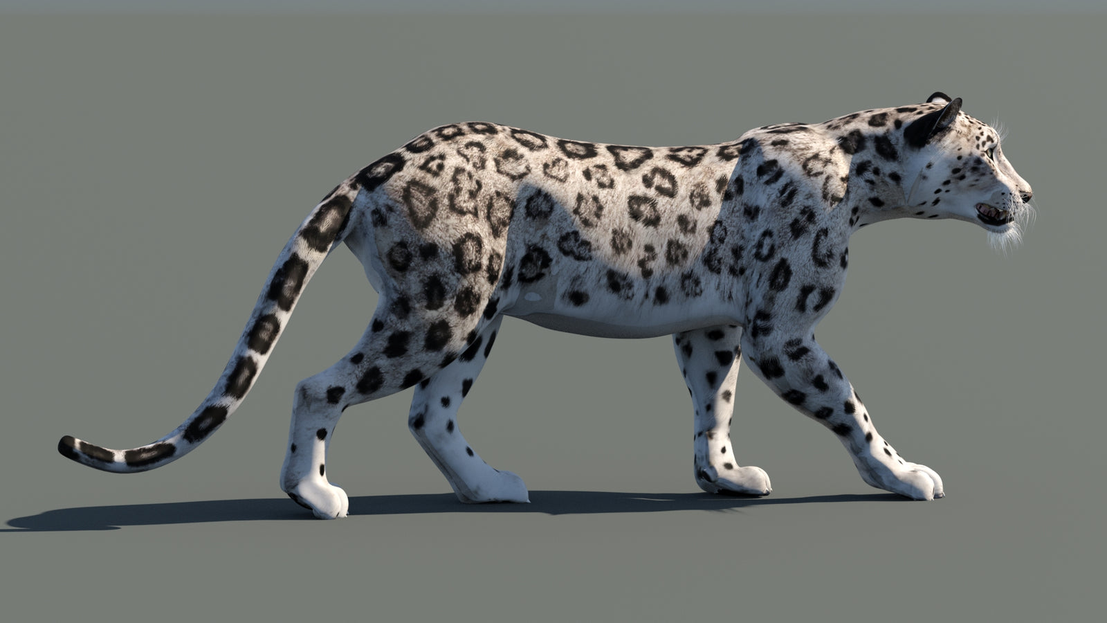 Snow Leopard 3D Model Animated 360° view 1 frame 10