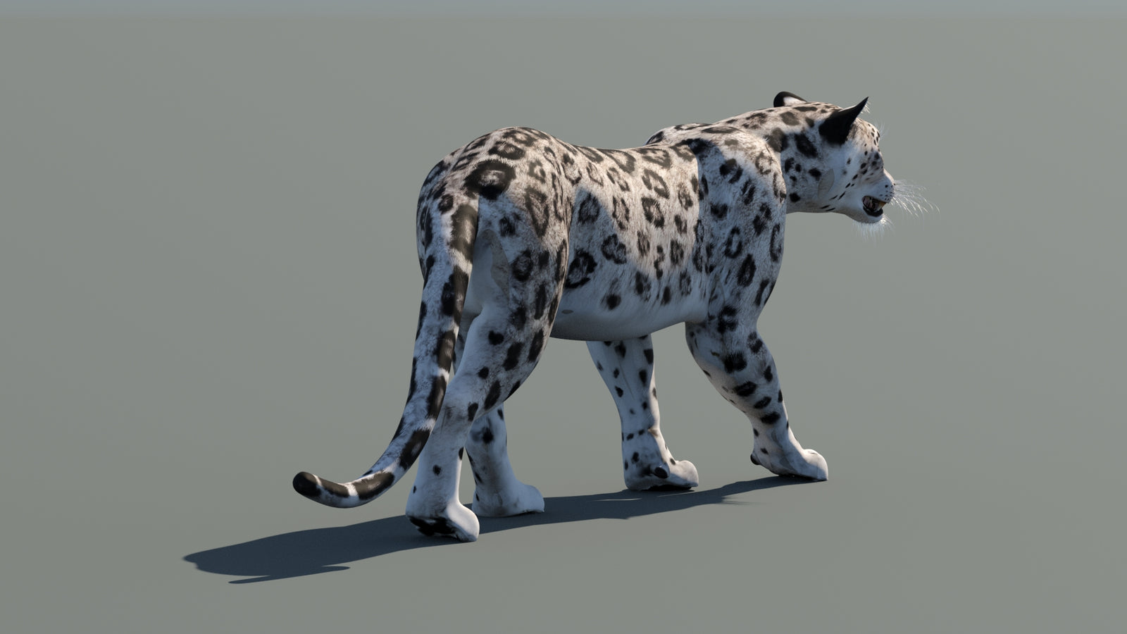 Snow Leopard 3D Model Animated 360° view 1 frame 14