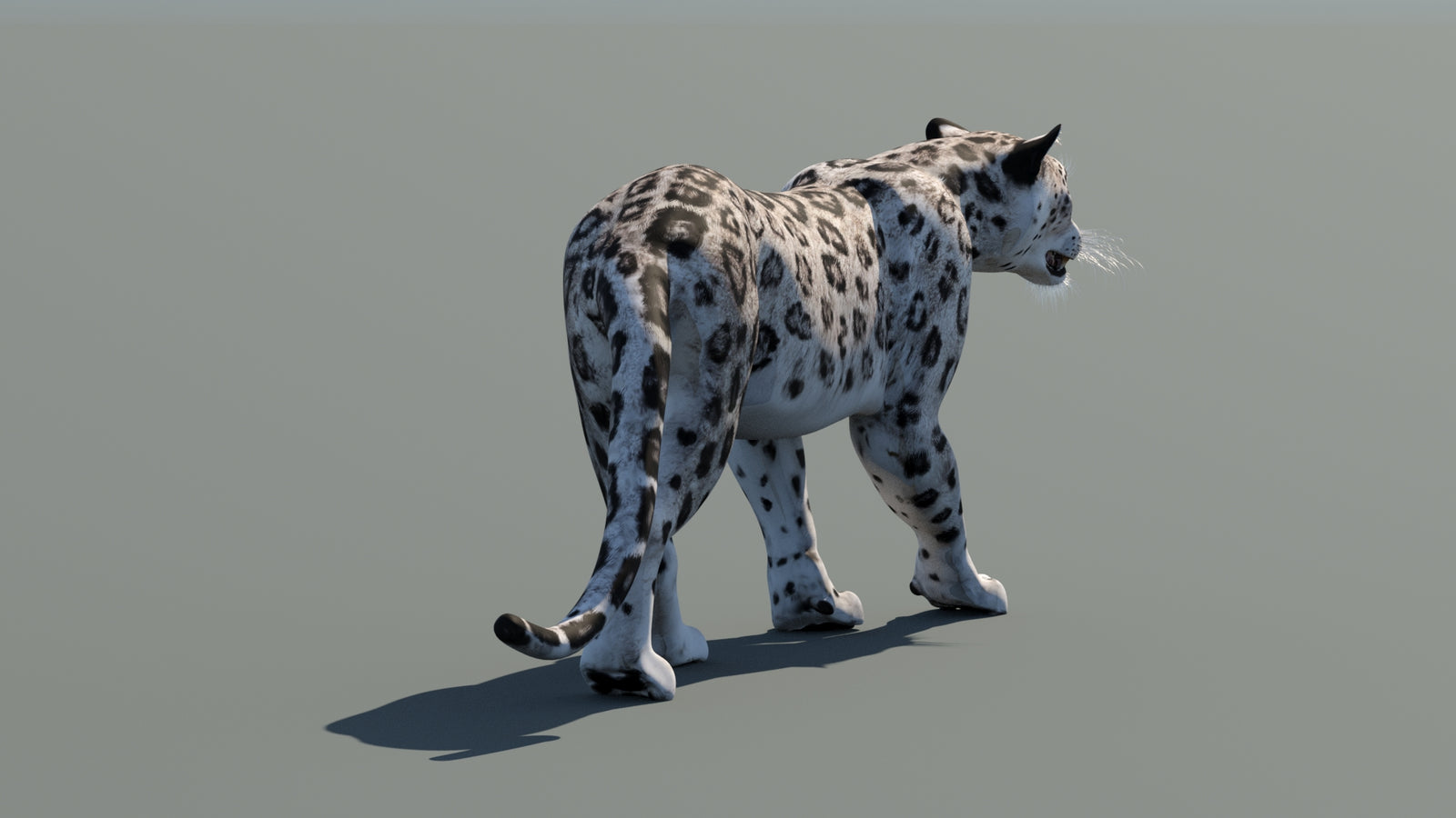 Snow Leopard 3D Model Animated 360° view 1 frame 15