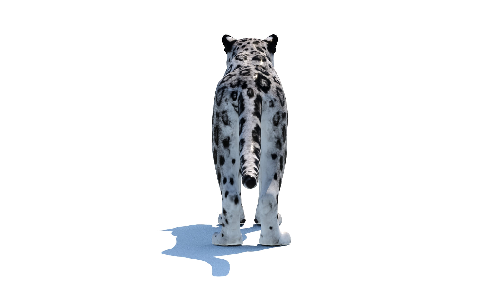 Snow Leopard 3D Model 360° view 1 frame 19