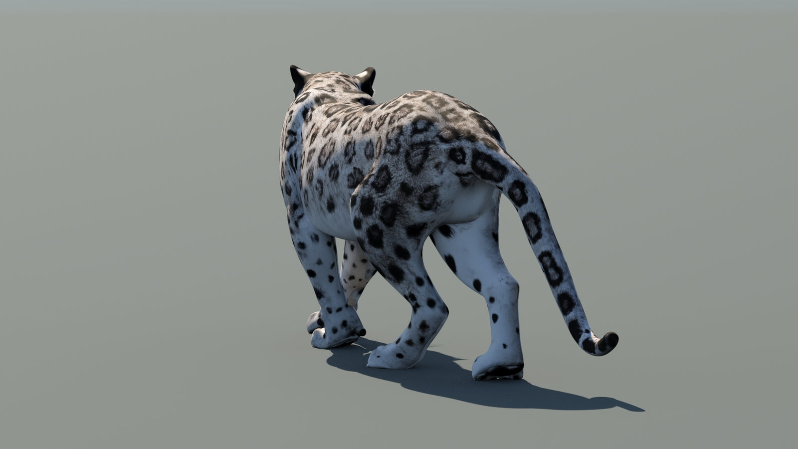 Snow Leopard 3D Model Animated 360° view 1 frame 20