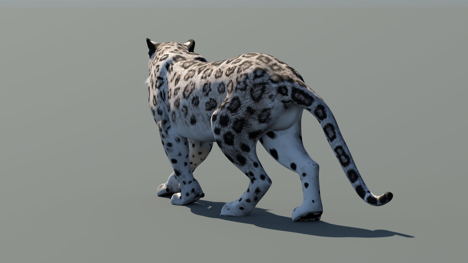 Snow Leopard 3D Model Animated 360° view 1 frame 21