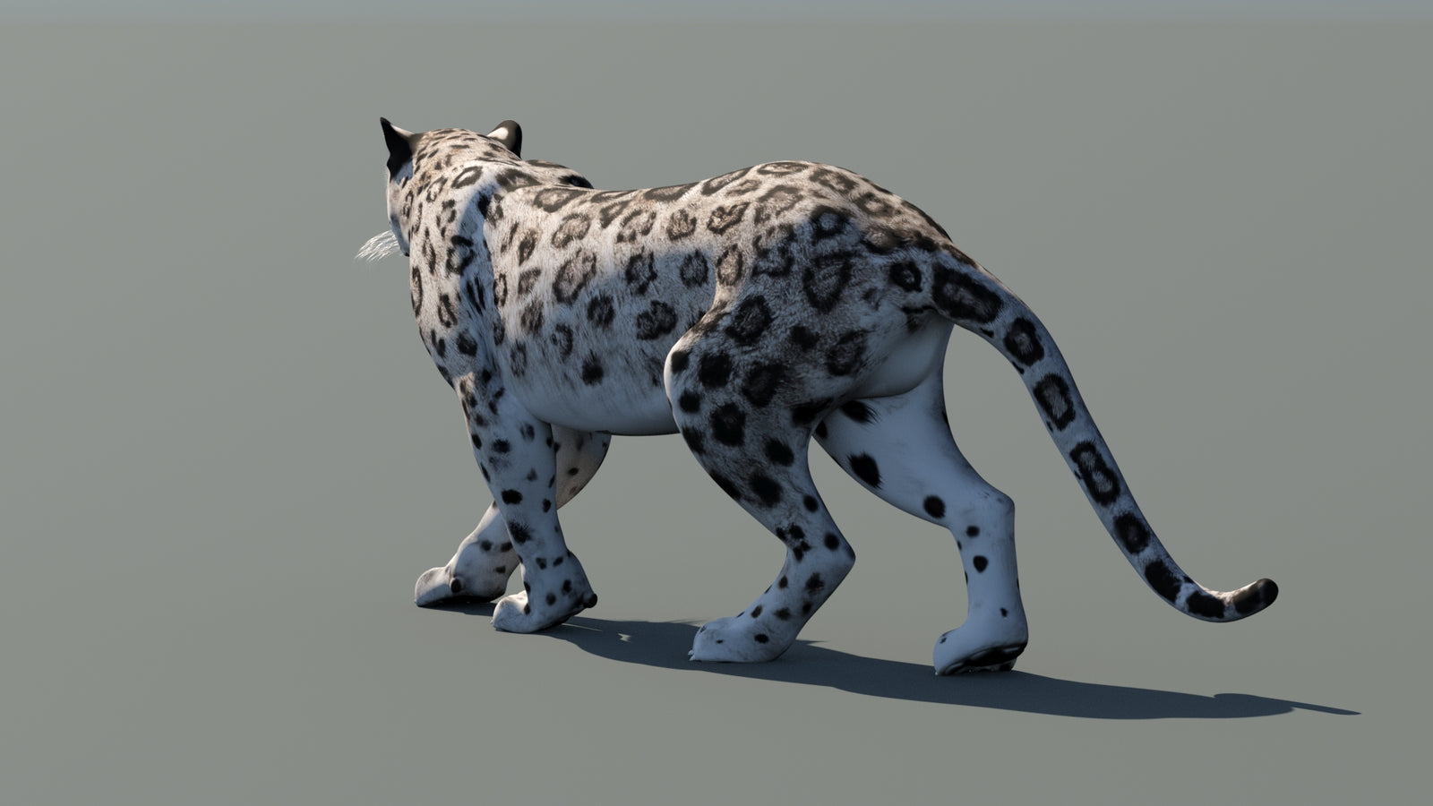 Snow Leopard 3D Model Animated 360° view 1 frame 22