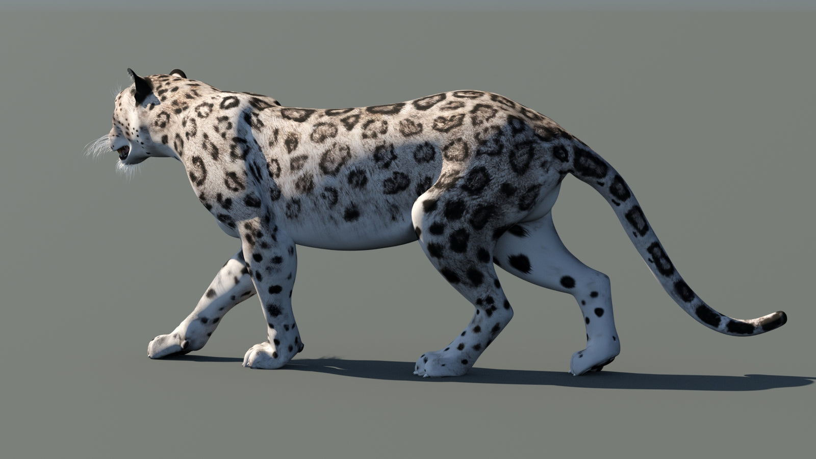Snow Leopard 3D Model Animated 360° view 1 frame 25