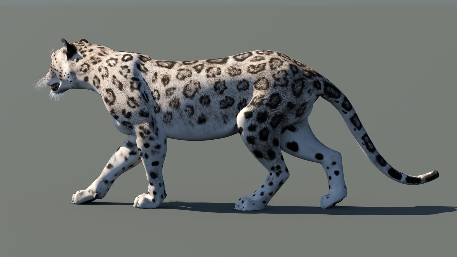 Snow Leopard 3D Model Animated 360° view 1 frame 26