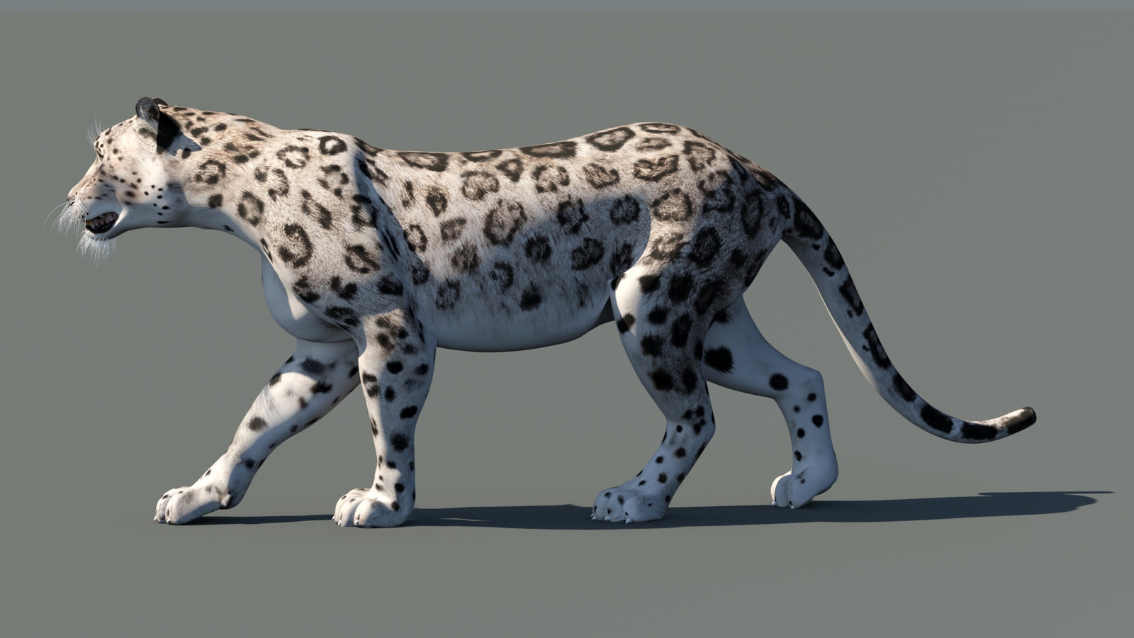 Snow Leopard 3D Model Animated 360° view 1 frame 28