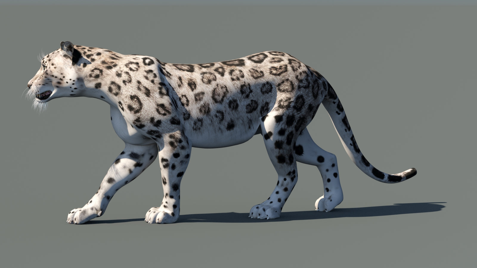 Snow Leopard 3D Model Animated 360° view 1 frame 29