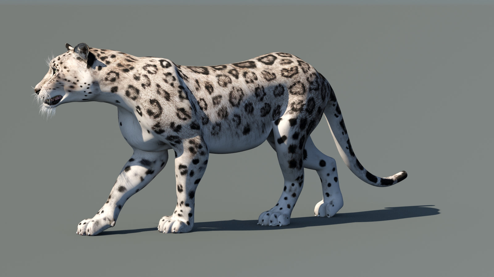 Snow Leopard 3D Model Animated 360° view 1 frame 30