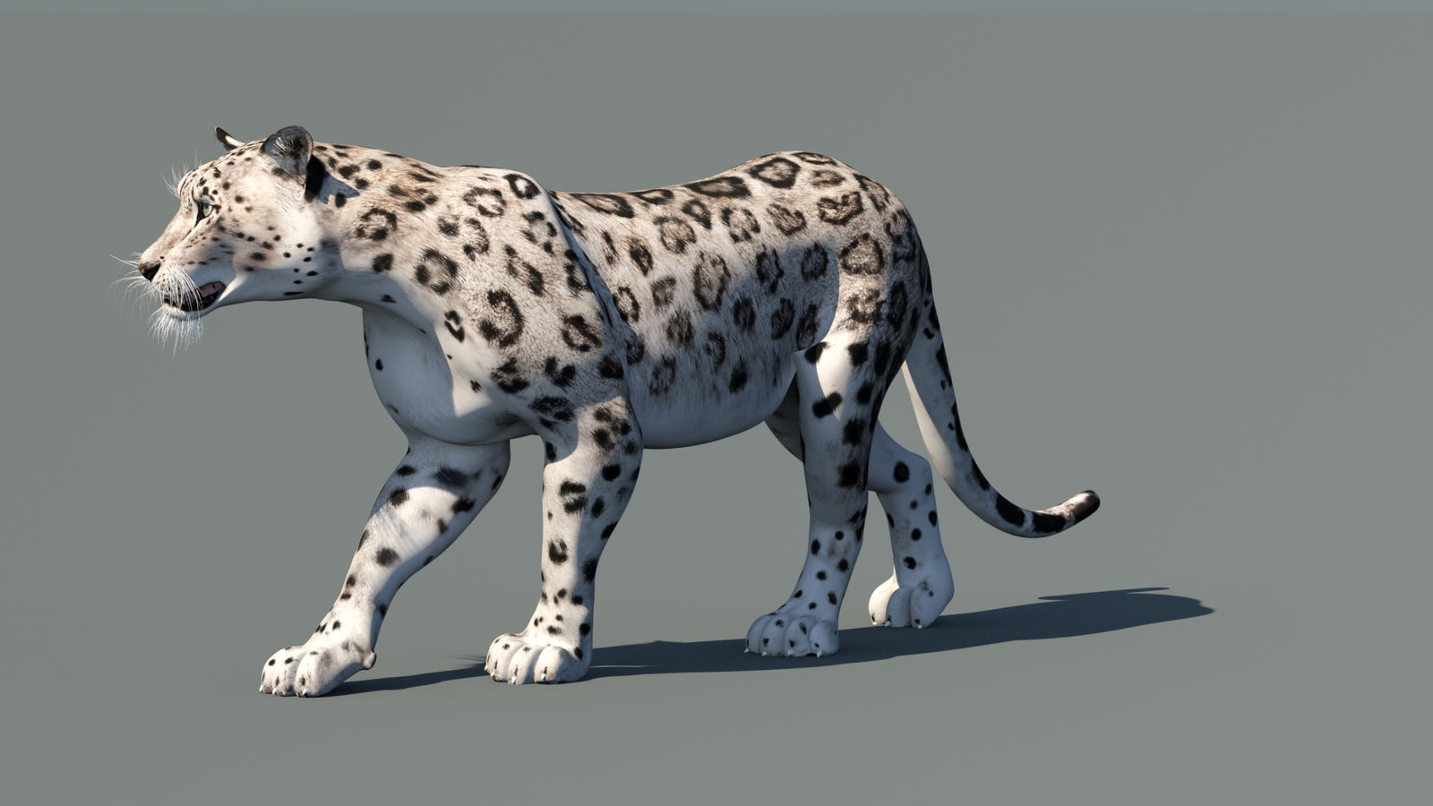 Snow Leopard 3D Model Animated 360° view 1 frame 31