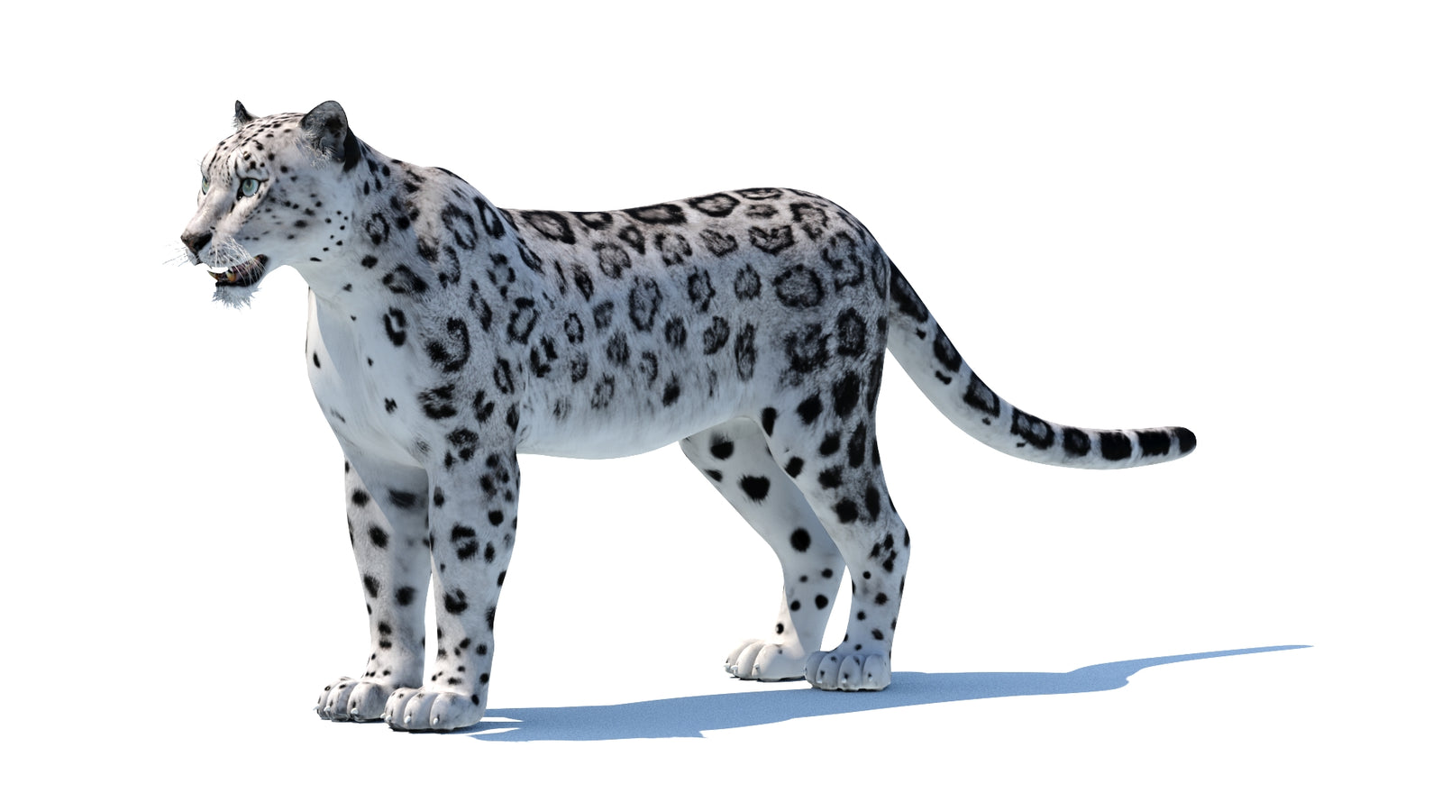 Snow Leopard 3D Model 360° view 1 frame 32