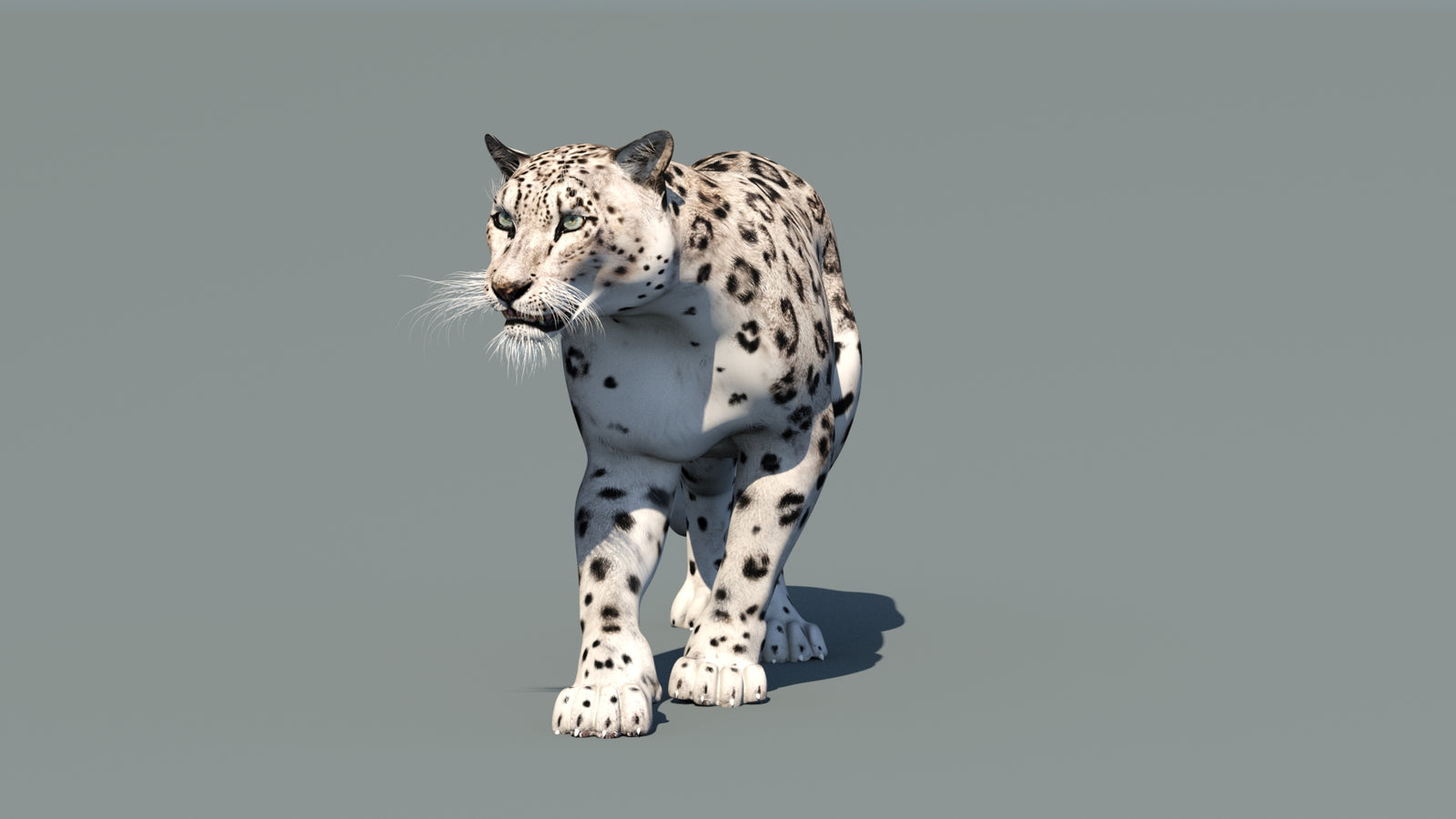 Snow Leopard 3D Model Animated 360° view 1 frame 35