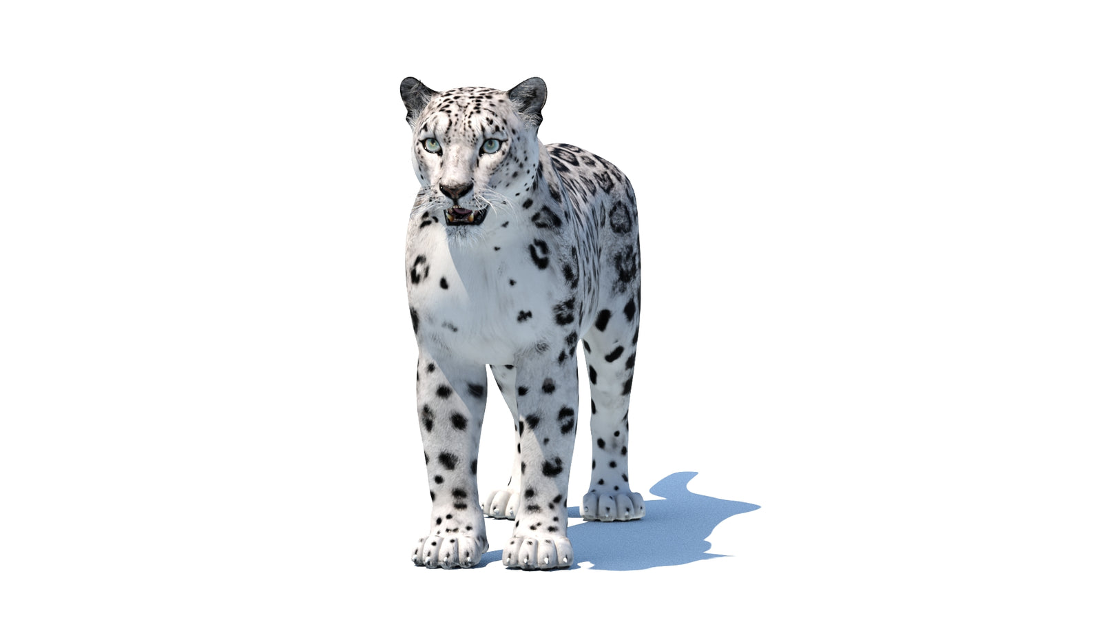 Snow Leopard 3D Model 360° view 1 frame 36