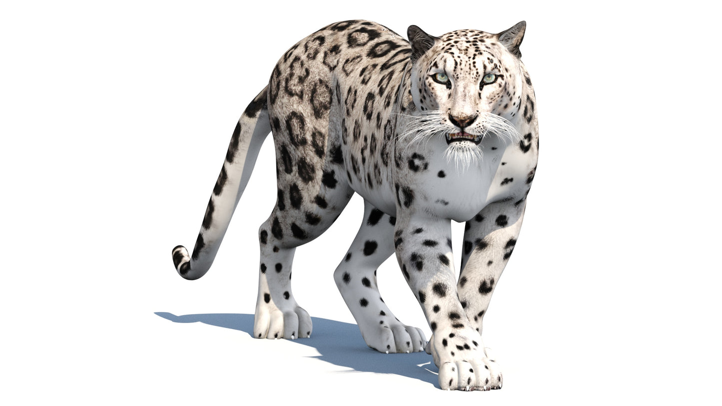 Snow Leopard 3D Model Animated