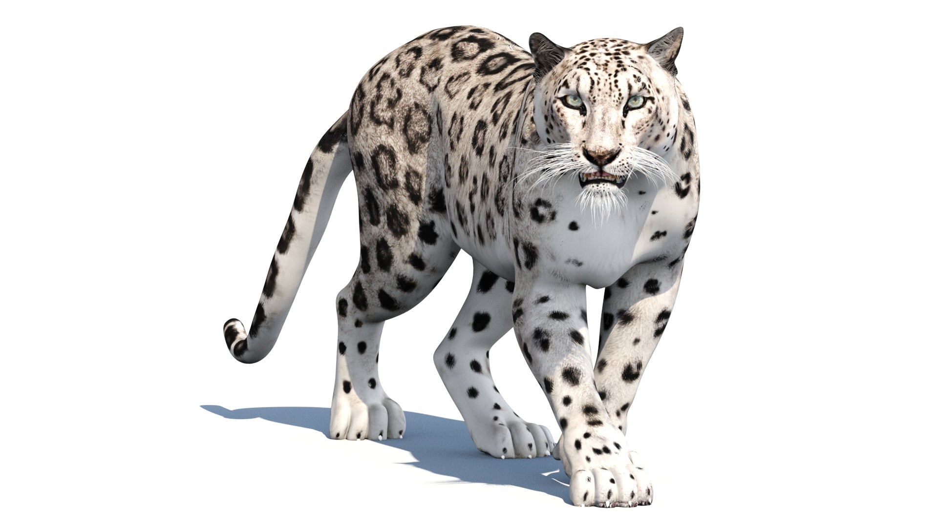 Animated Snow Leopard 3D Model for Game