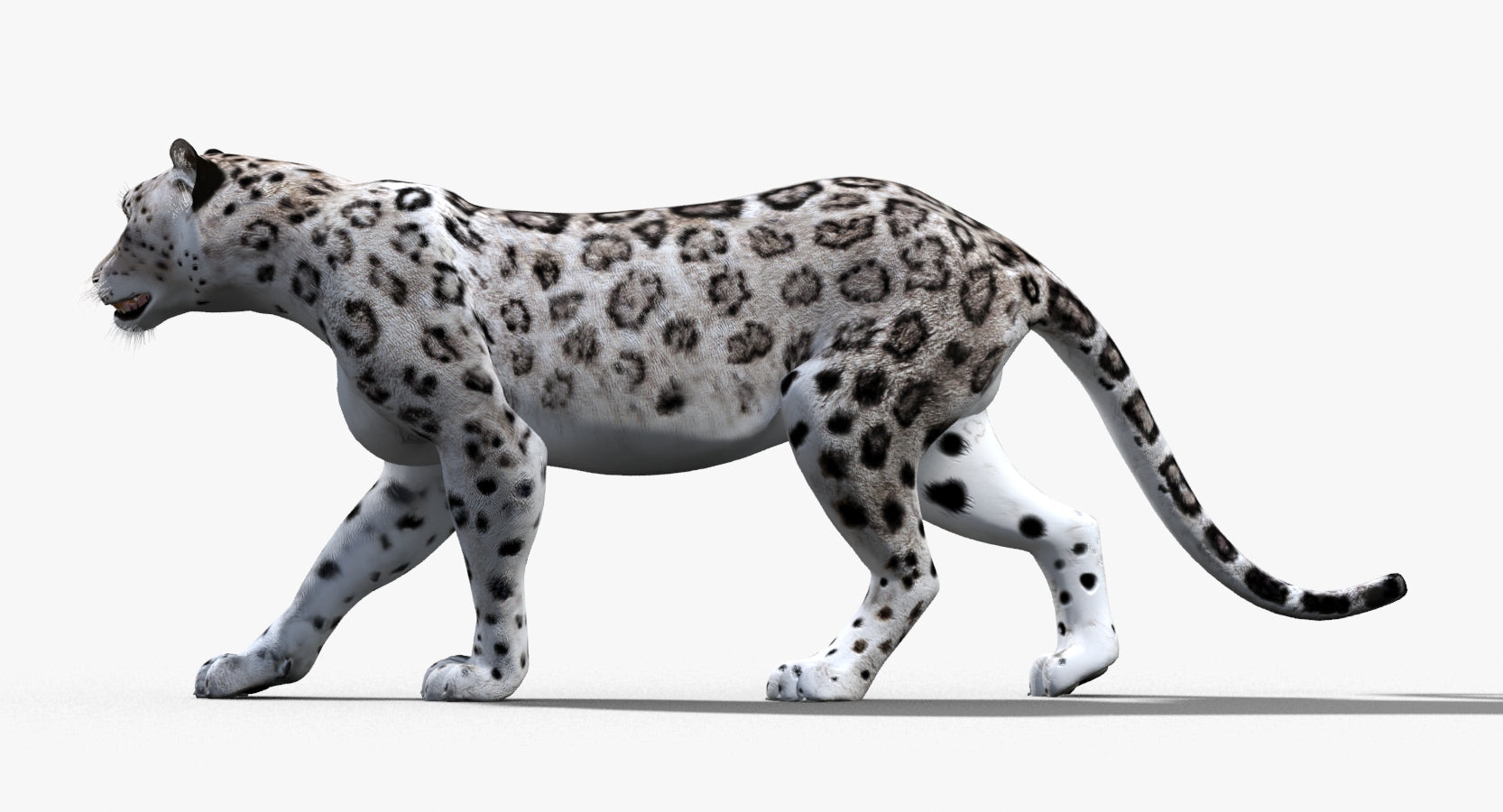 Game-ready Snow Leopard 3D Model with animations