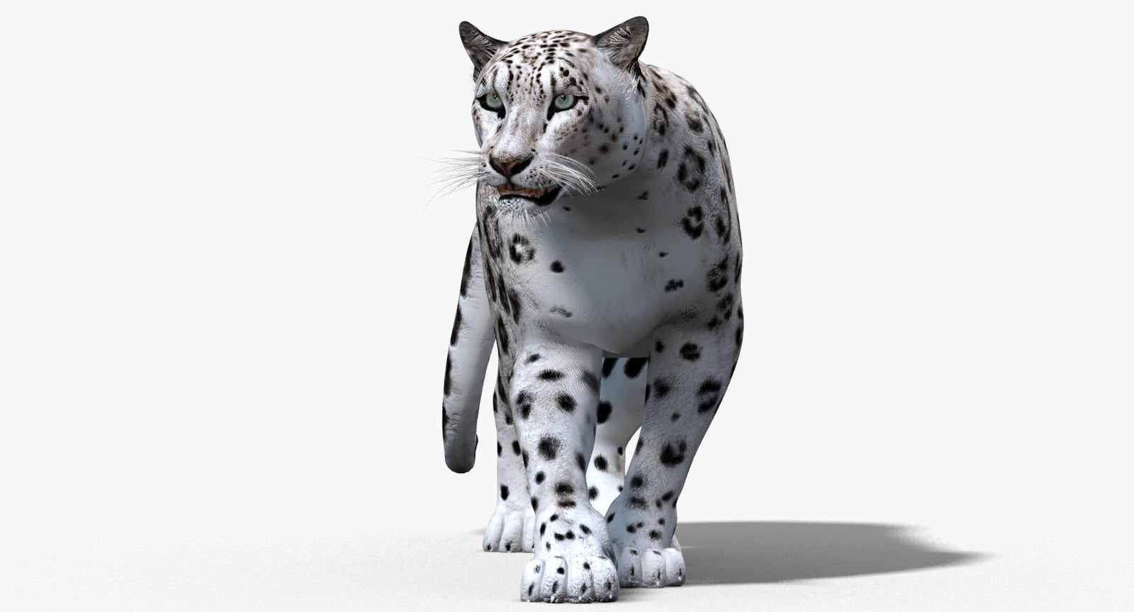 Animated Snow Leopard 3D Model
