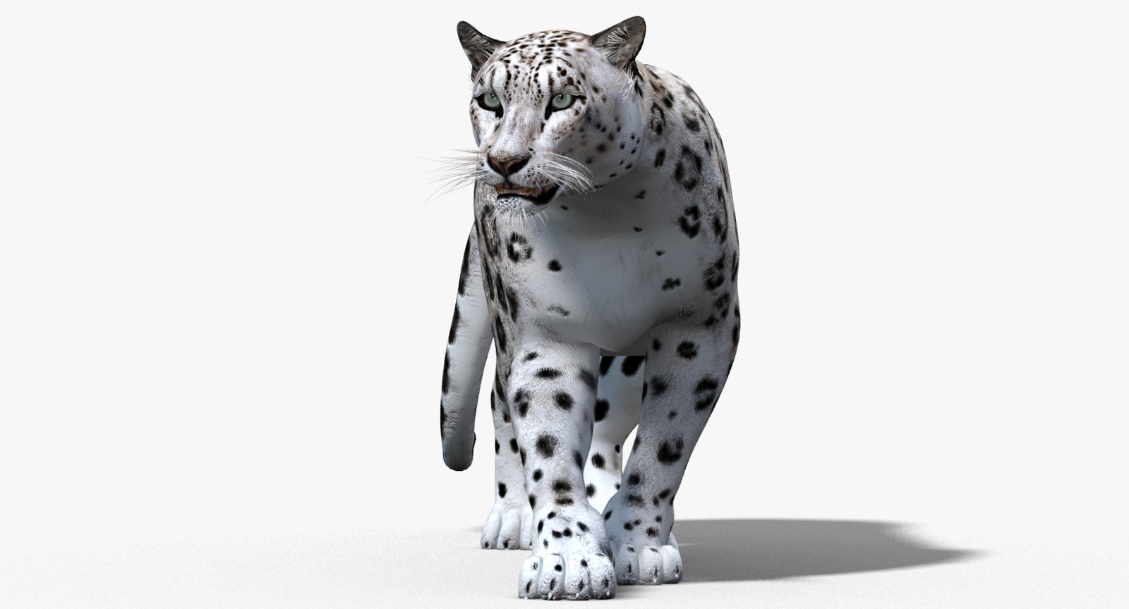Animated Snow Leopard 3D Model