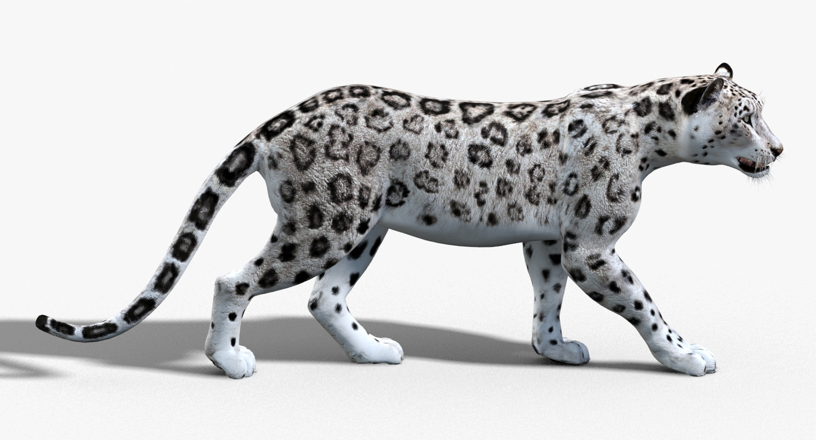 Animated Snow Leopard 3D Model