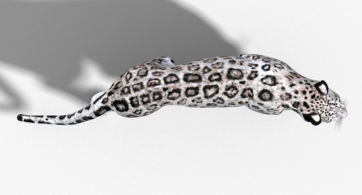 Snow Leopard 3D Model Animated