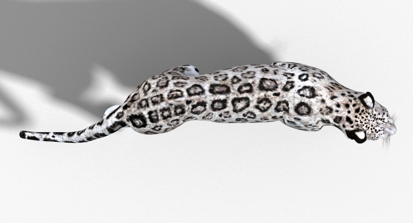 Animated Snow Leopard 3D Model