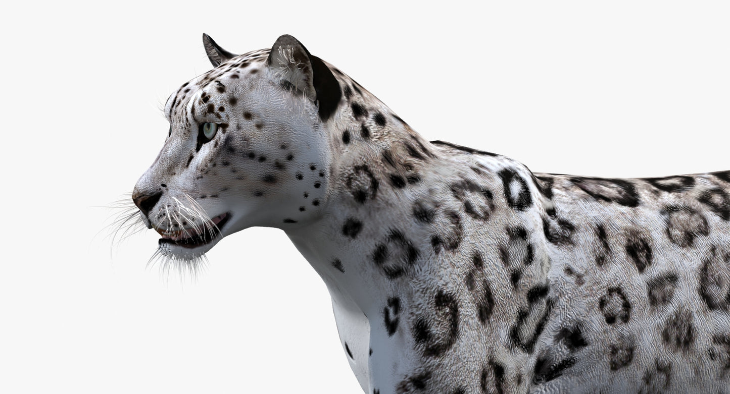 Snow Leopard 3D Model Animated