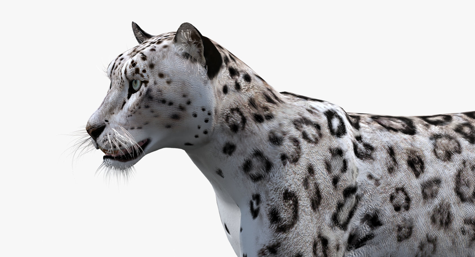Animated Snow Leopard 3D Model