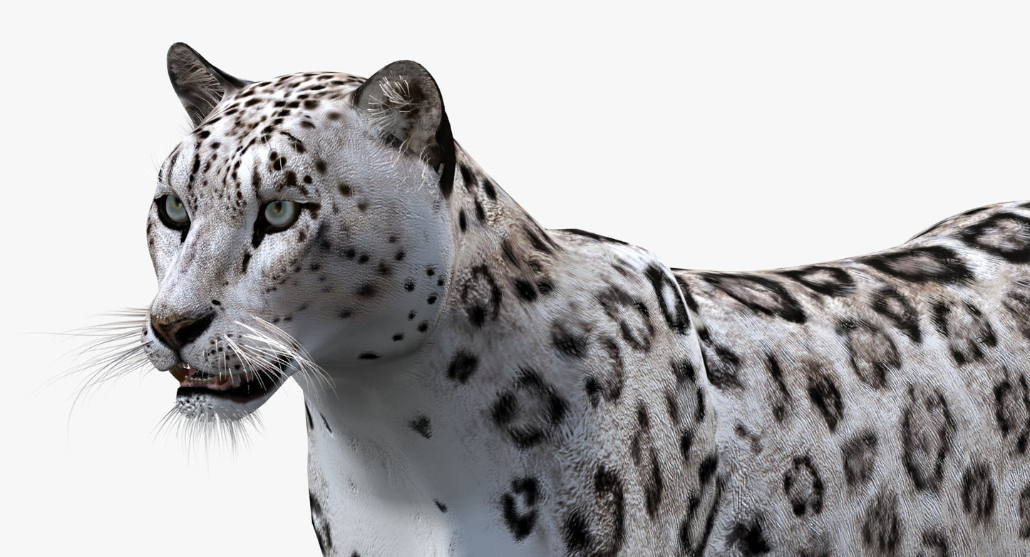 Snow Leopard 3D Model Animated