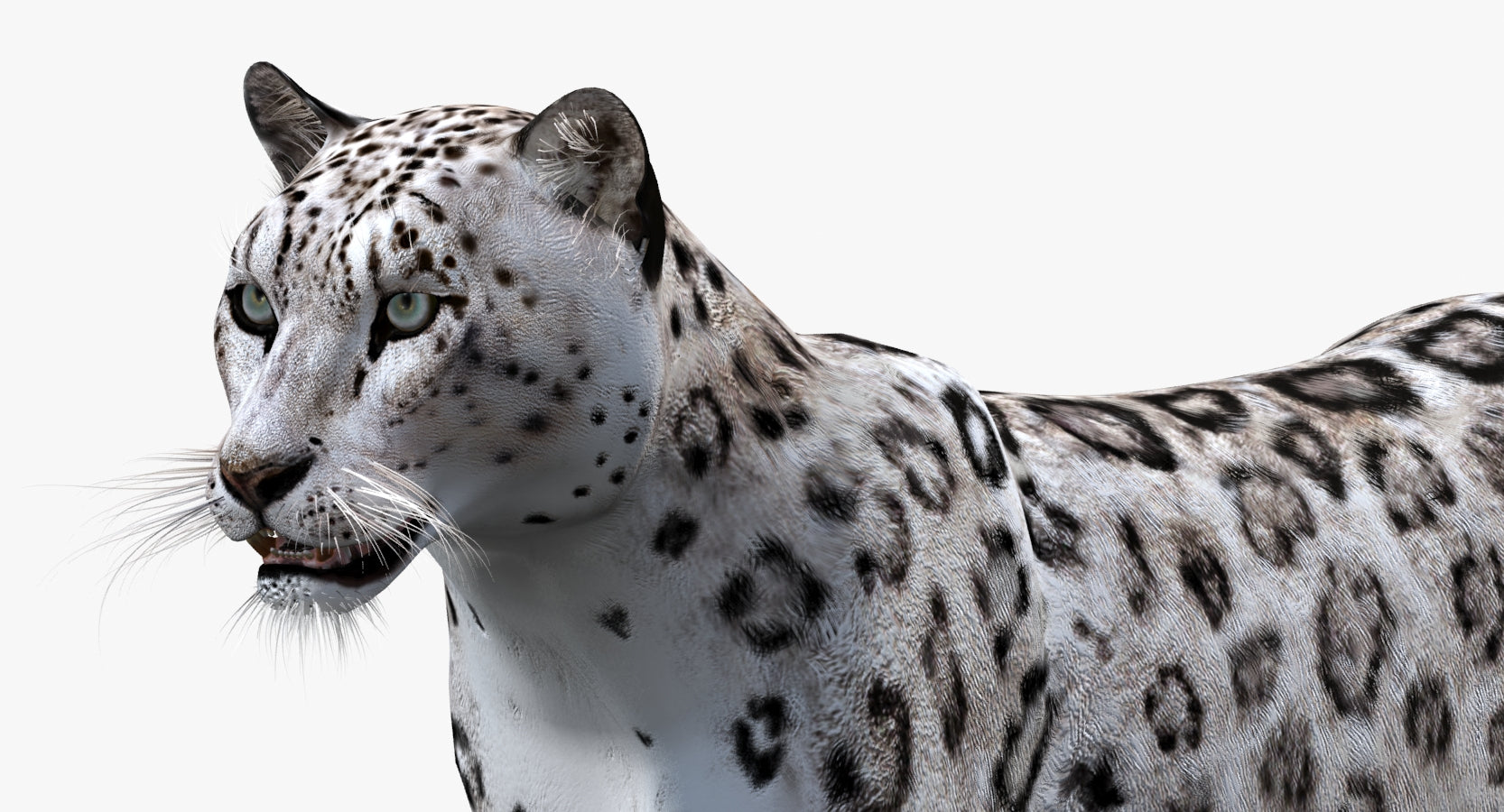 Animated Snow Leopard 3D Model