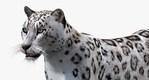 Animated Snow Leopard 3D Model Thumbnail