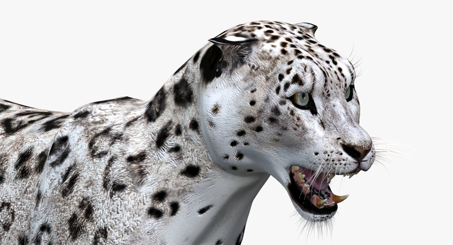 Snow Leopard 3D Model Animated