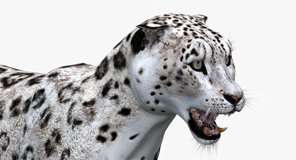 Snow Leopard 3D Model Animated