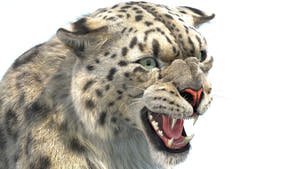 Animated Snow Leopard 3D Model with Hair and Fur Thumbnail