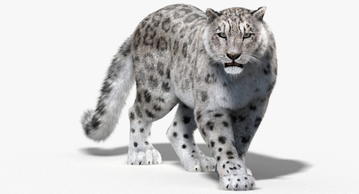 Animated Snow Leopard 3D Model for Download