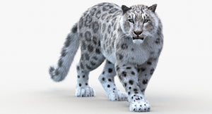 Animated Snow Leopard 3D Model for Download Thumbnail
