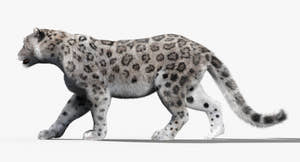 Snow leopard walking on a white background Thumbnail