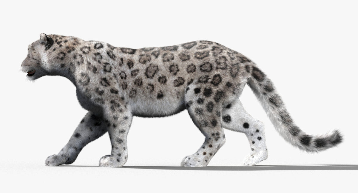 Snow leopard walking on a white background